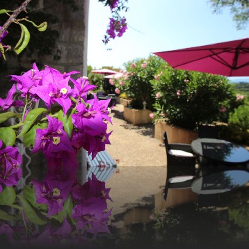 1051 BougainVillier
